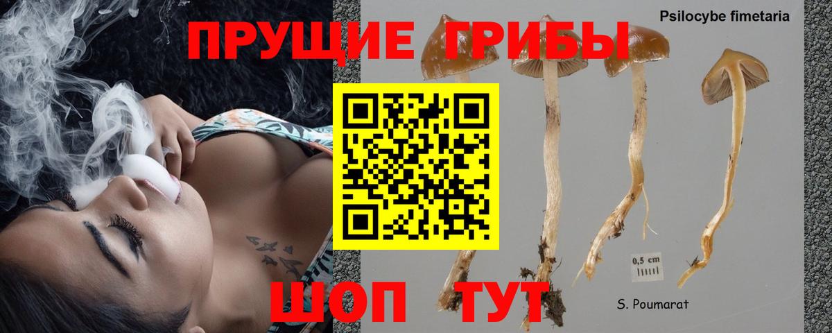Электрогорск  Галлюциногенные грибы прущие грибы  Вход с VPN 